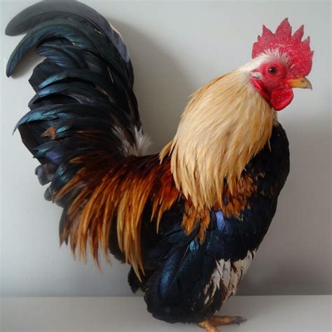 I have included pictures of the adult Serama chickens. . Serama chickens for sale